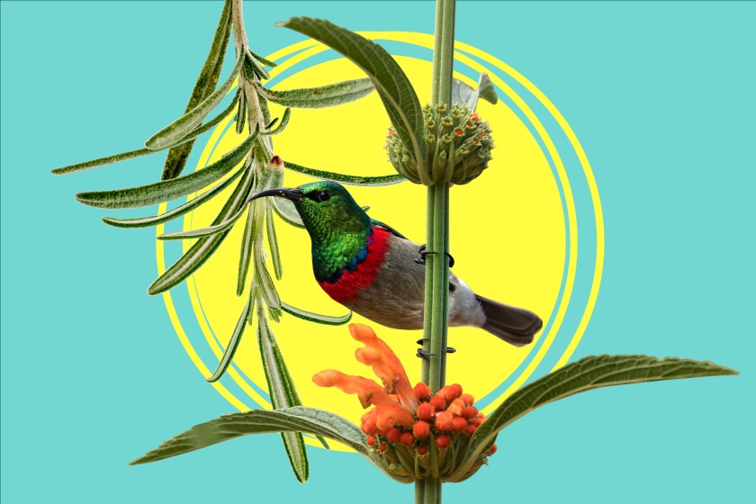 Swim legend Diana Nyad wants to get you walking - Los Angeles Times 3 A hummingbird perches on a stalk of orange lion's tail, with a sprig of rosemary behind.