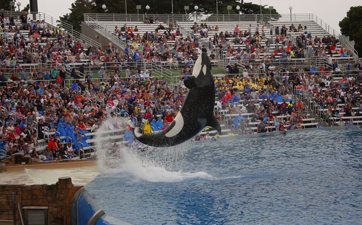 SeaWorld San Diego phased out their traditional Shamu show and replaced it with the Orca Encounter, which they describe as living documentary experience.
