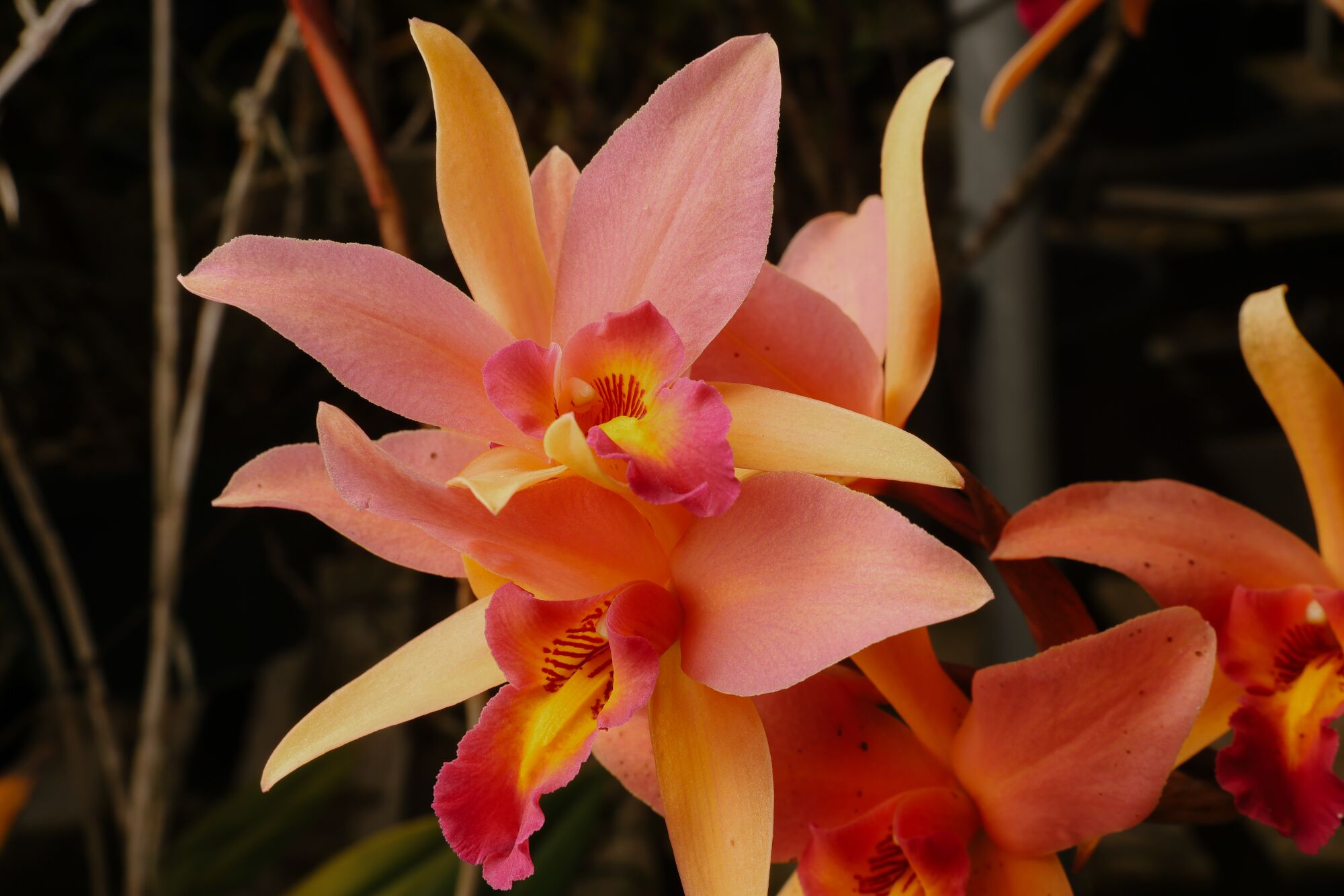 The Santa Barbara Sunset is one of the standout orchids Paul Gripp bred at the Santa Barbara Orchid Estate.