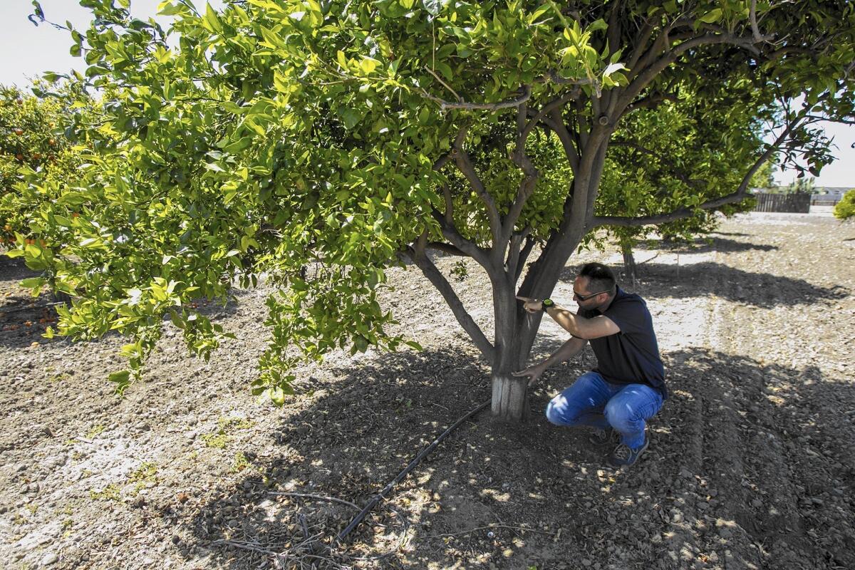 Darren Haver of the South Coast Research and Extension Center at a pixie mandarin orange tree.