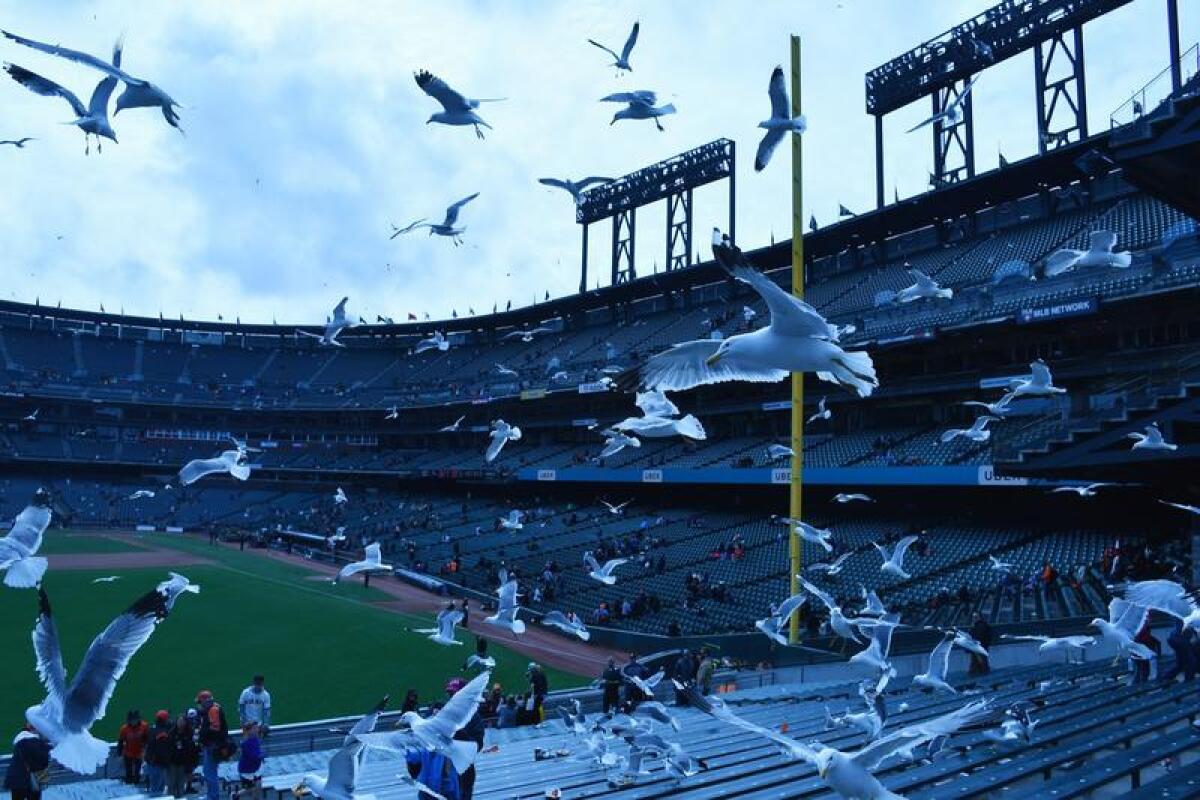 Gulls after a day game, AT&T Park, San Francisco.