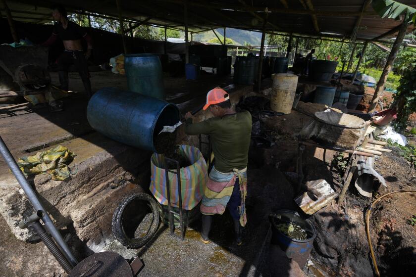 Un trabajador agrícola procesa hojas de coca en las laderas del Cañón de Micay, en el suroeste de Colombia, el martes 13 de agosto de 2024. (AP Foto/Fernando Vergara)