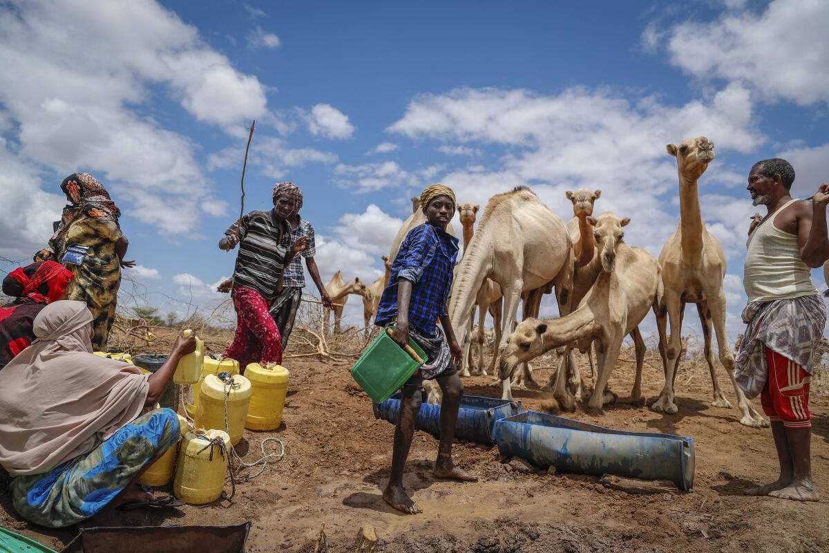 FILE - Herders supply water from a borehole to give to their camels during a drought near Kuruti, in Garissa County, Kenya on Oct. 27, 2021. The frequency and duration of droughts will continue to increase due to human-caused climate change, with water scarcity already affecting billions of people across the world, the United Nations warned in a report Wednesday, May 11, 2022. (AP Photo/Brian Inganga, File)