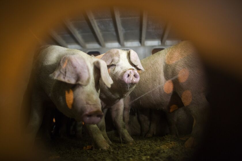 VERNON, CA - SEPTEMBER 26: Pigs that are being given water by animal rights activists are seen inside trucks as they arrive to the Farmer John slaughterhouse on September 26, 2018 in Vernon, California. Twice weekly Pig Vigils draw activists who oppose the slaughter of pigs for food at this facility. (Photo by David McNew/Getty Images)