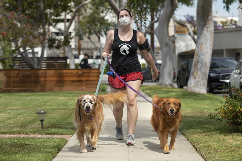 CULVER CITY, CA-MAY 14, 2020: Lindsay Rojas, 28, owner of Lindsay's Dog Walks in Culver City, walks Gomez, left, and Nikki, brother and sister Golden Retrievers, on Keystone Ave. in Culver City. The dogs belong to an elderly woman named Riya who has multiple sclerosis. During the coronavirus pandemic, experts warn that dogs should not interact with other dogs outside their immediate family. (Mel Melcon/Los Angeles Times)