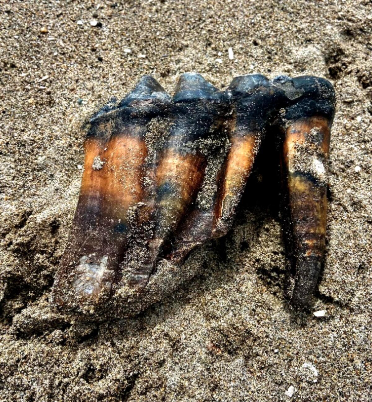 A mastodon molar rests on the beach.