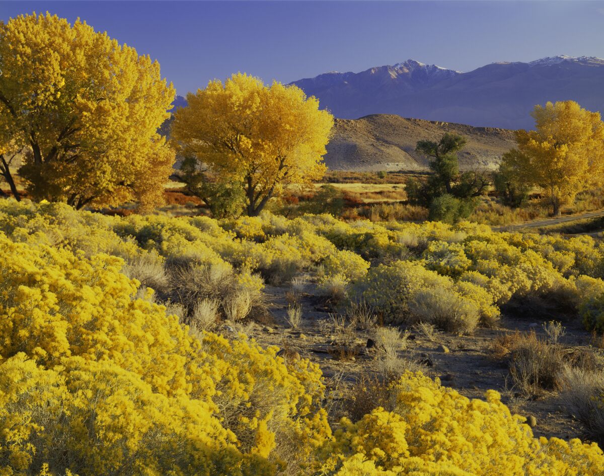 Cottonwood trees lining the Owens Valley along the Eastern Sierra in California, reveal a brilliant gold in autumn.