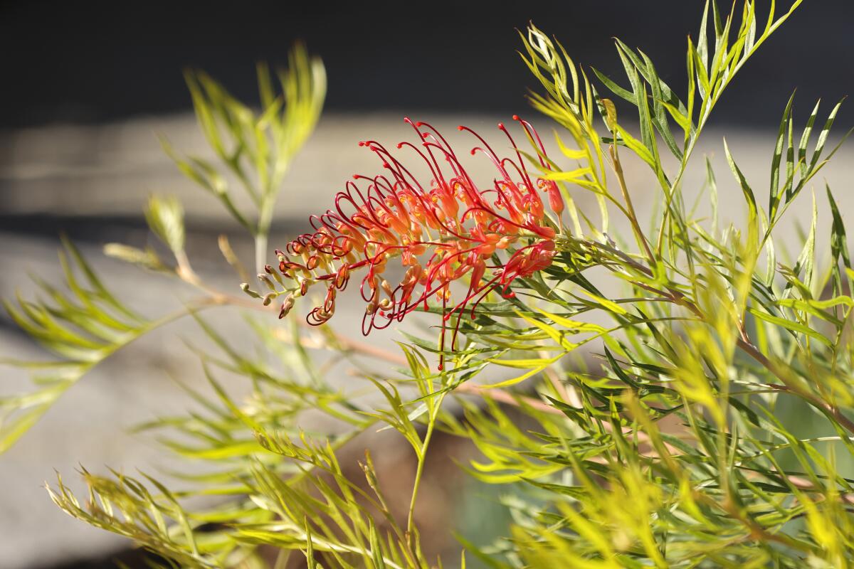 Grevillea plant in the waterwise front yard garden at at the Godfrey home.
