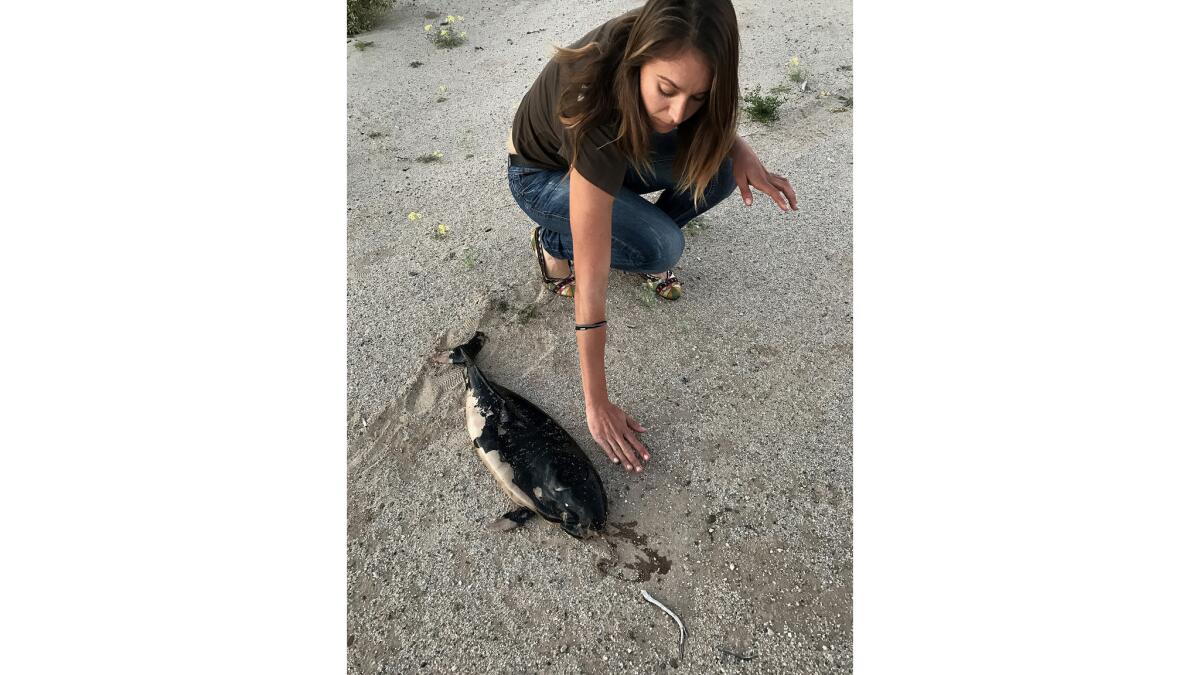 A dead small Vaquita porpoise found on the beach near San Felipe, Mexico.