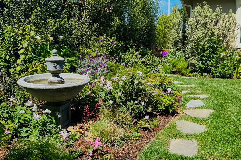 Blooms with a View, 2023