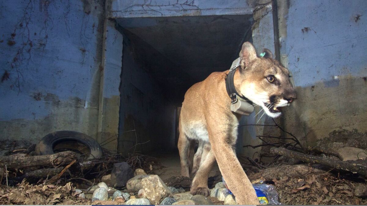In this May 2018 photo, mountain lion P-64 uses a tunnel to cross under a freeway in the Santa Monica Mountains. 