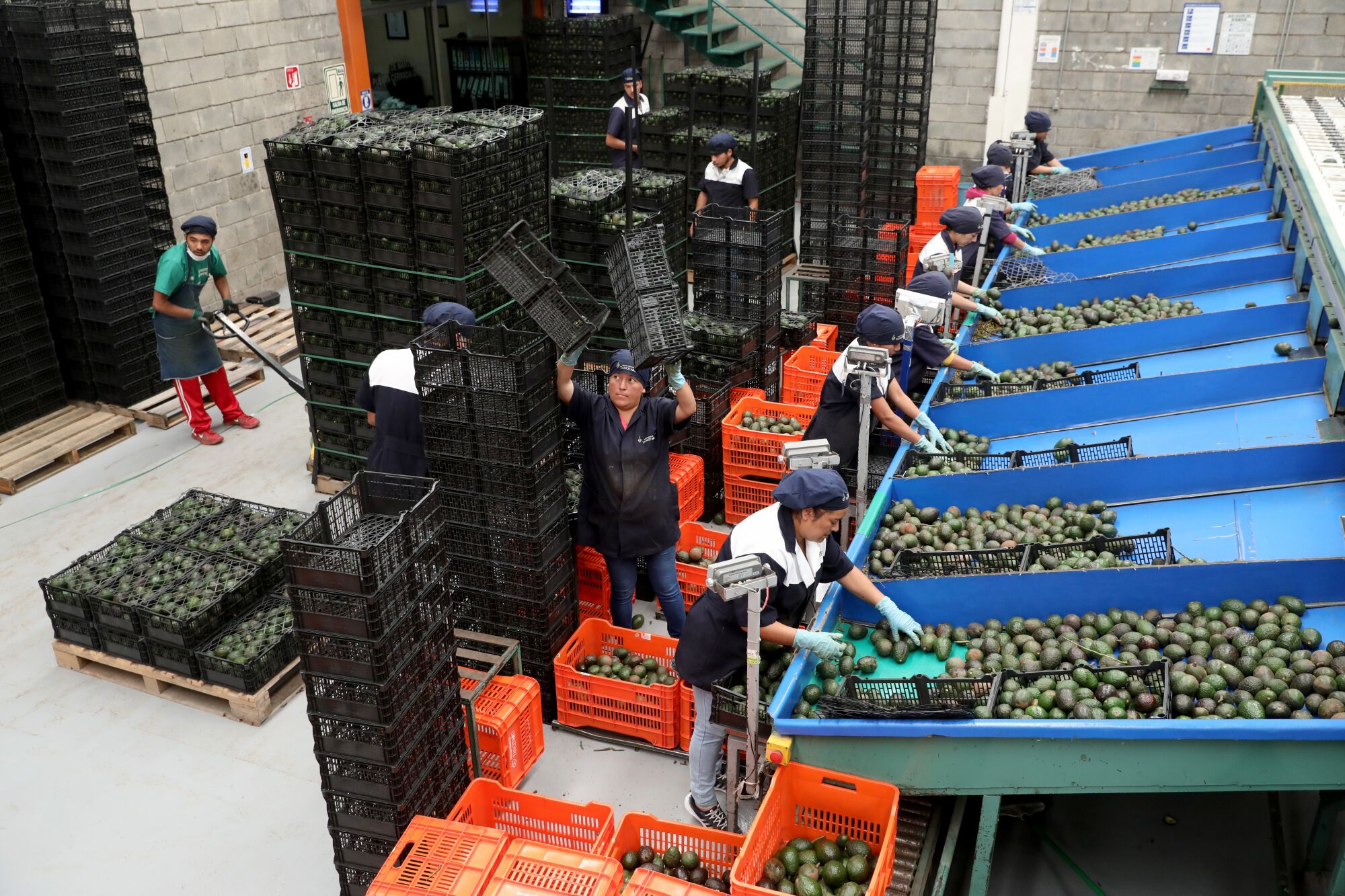 Workers sort avocados at a factory in Tancitaro, Mexico.