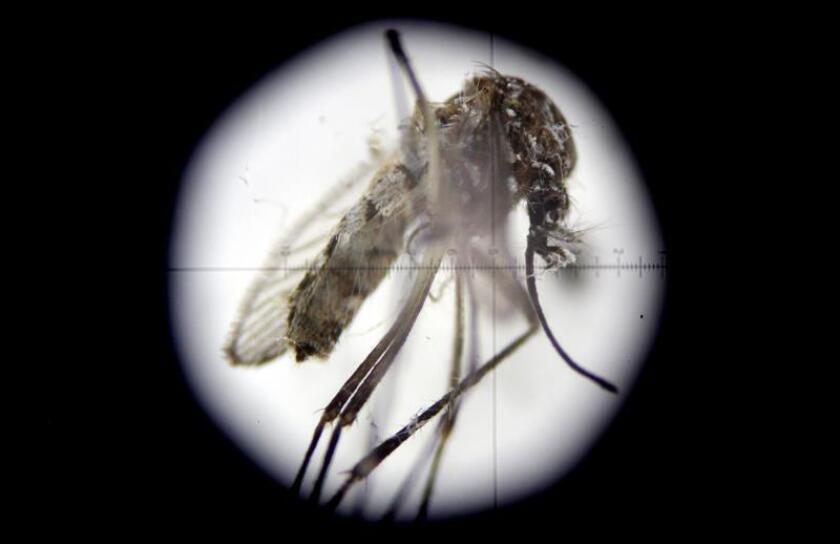 Una cura para tratar las picaduras de pulgas y garrapatas en mascotas podría prevenir las enfermedades del zika y la malaria en humanos, según un estudio publicado hoy por la revista especializada PNAS. EFE/ARCHIVO