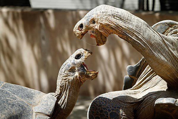 Two male Galapagos tortoises vie for the attention of a nearby female. The San Diego Zoo just unveiled a $1-million renovation to the tortoise exhibit, featuring the types of soil, rock formations and plants found in their original island habitat, as well as more watering holes, mud wallows and signage explaining the species' history and endangered status.