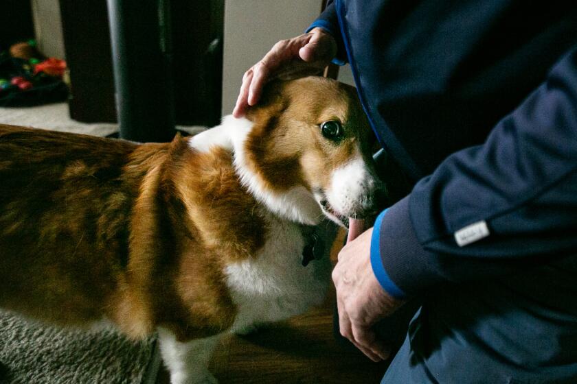 Los Angeles, CA., March 1, 2020 - The owner of the fostered Corgi drops by to visit his dog on Sunday, March 1, 2020 in Los Angeles, California. Ted and Sandy Rogers of Hollywood stepped in to foster the Corgi after their own beloved Corgi died. (Jason Armond / Los Angeles Times)