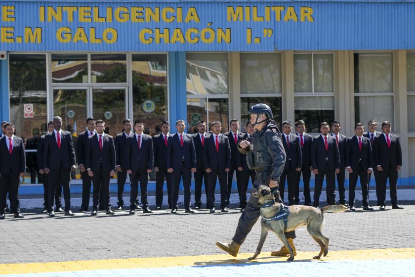 Dayco the dog walks to receive a medal during a ceremony that recognizes the work of dogs that belong to the Counterintelligence Group of the Army in Quito, Ecuador, Monday, June 3, 2024. (AP Photo/Dolores Ochoa)