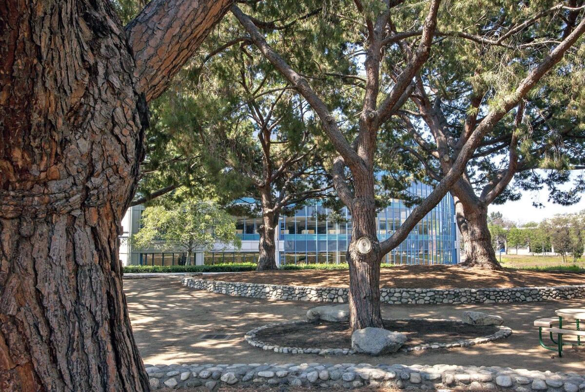 A memorial grove on the Cal State Fullerton campus.