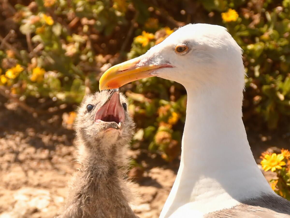 A fledgling gull on Anacapa Island with its mother.