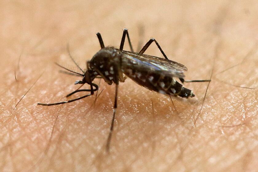 Authorities suspended blood donations in two south Florida counties over concerns about the Zika virus, which is transmitted by the Aedes aegypti mosquito.