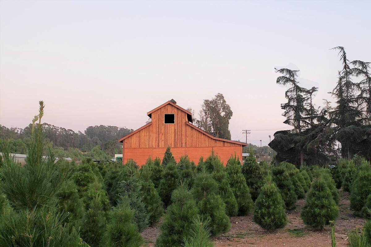 A wooden barn in the middle of a stand of Christmas trees.