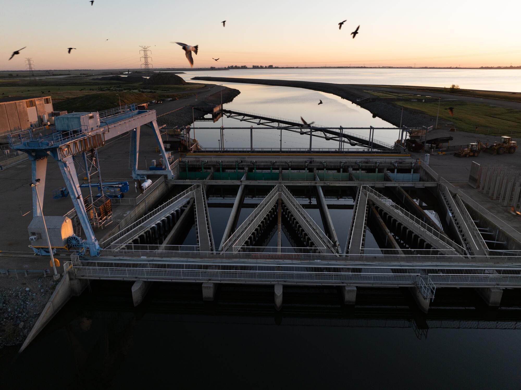 Birds fly over a structure made up of metal louvers that guides fish into the John E. Skinner Delta Fish Protective Facility.