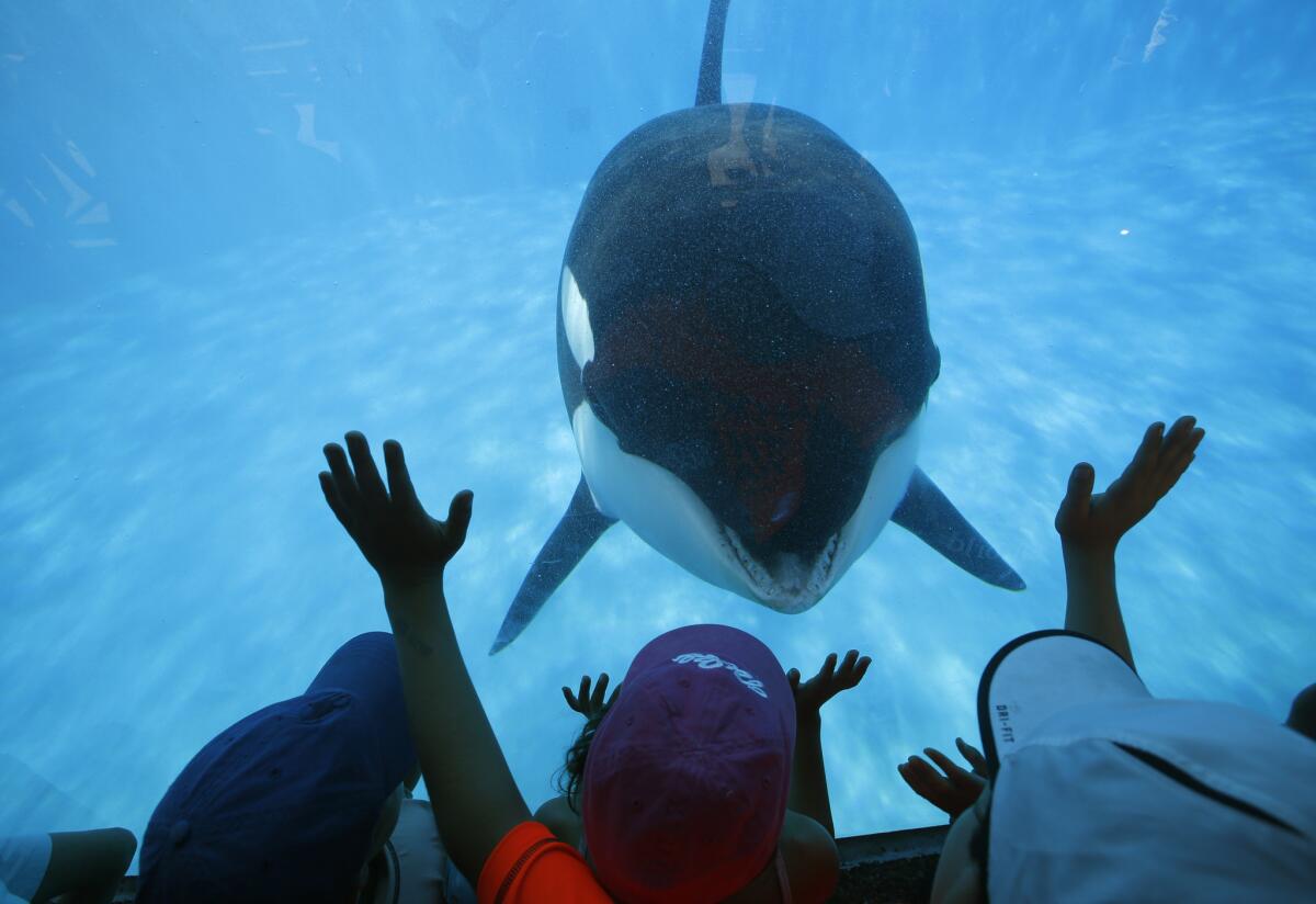 AUGUST 14, 2014. SAN DIEGO, CA. Prompted by a trainer, Sea World San Diego visitors get a closeup view of an Orca whale through a window at the park on Aug 14, 2014. Battered by controversy over its treatment of killer whales, Sea World San Diego announced today that it plans to double the size of its Orca environment. (Don Bartletti / Los Angeles Times)