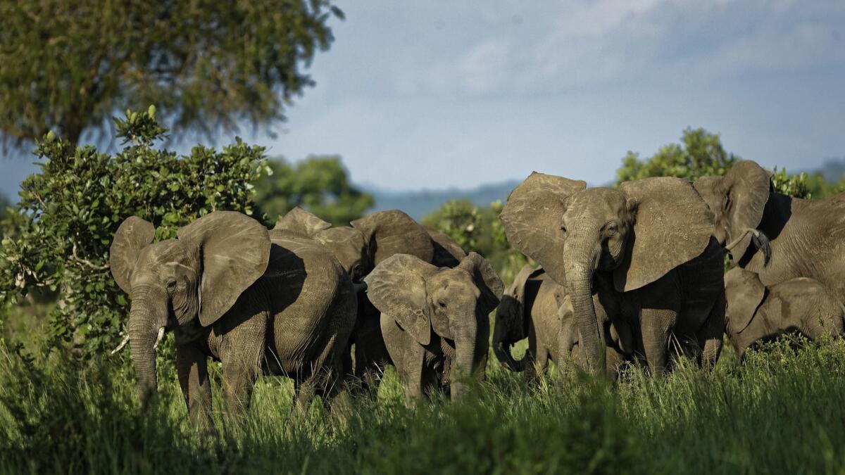A herd of elephants forms a protective circle against a perceived threat in Tanzania's Mikumi National Park. New research finds that the more humans spread, the smaller other mammals become. African elephants are the largest mammals that live on land.