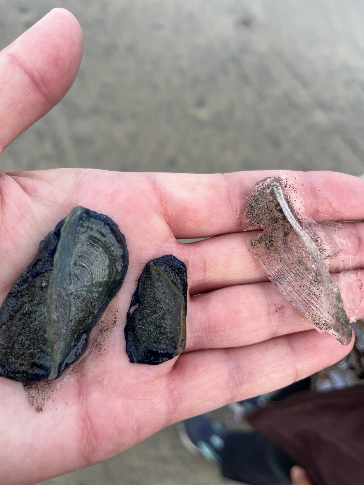 Organisms called velella velellas have been seen at La Jolla beaches.