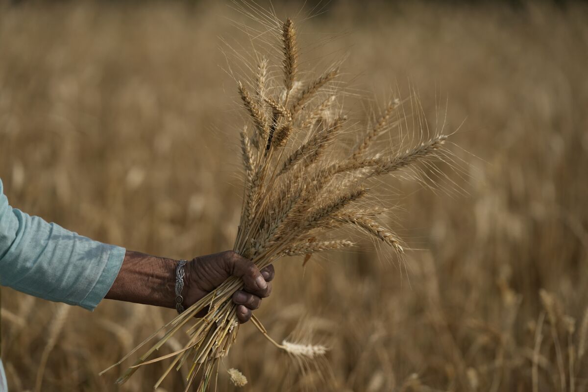A hand holds wheat in a field