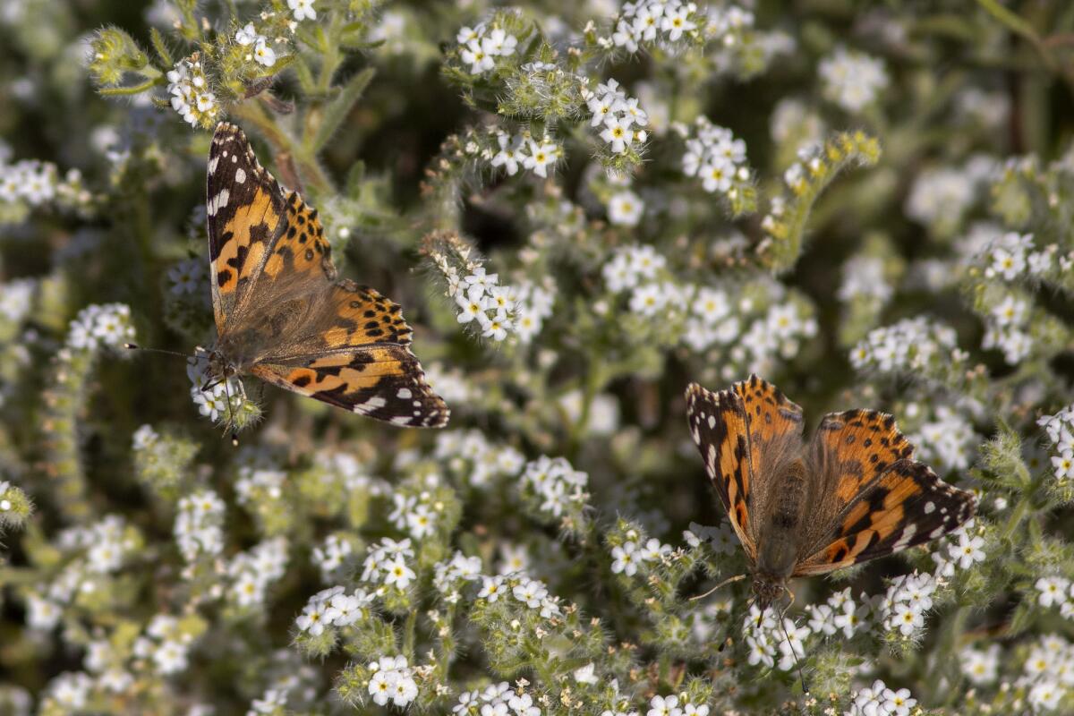 Scientists reveal how Painted Lady butterflies migrate across the Sahara  desert - CNET