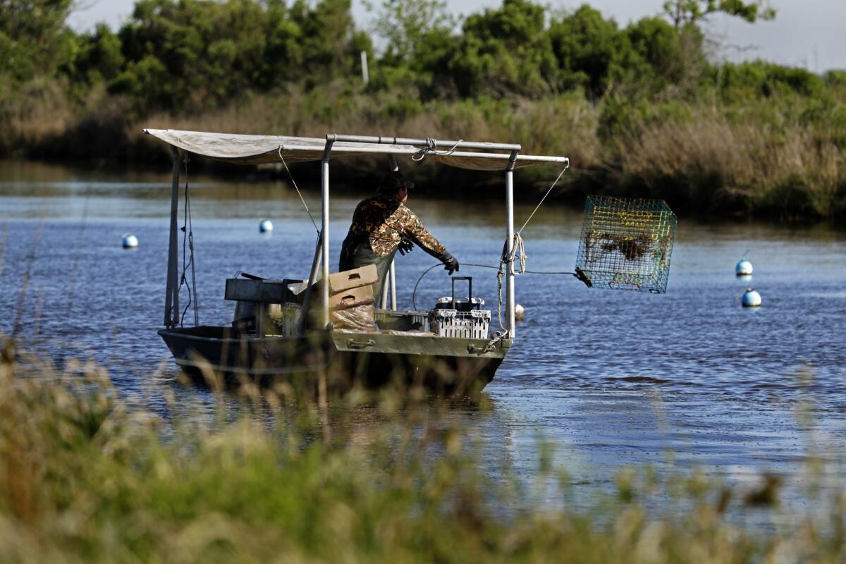 Dwayne Neil throws out crab cages along the bayou between Isle de Jean Charles and Pointe Aux Chene. (Carolyn Cole / Los Angeles Times)