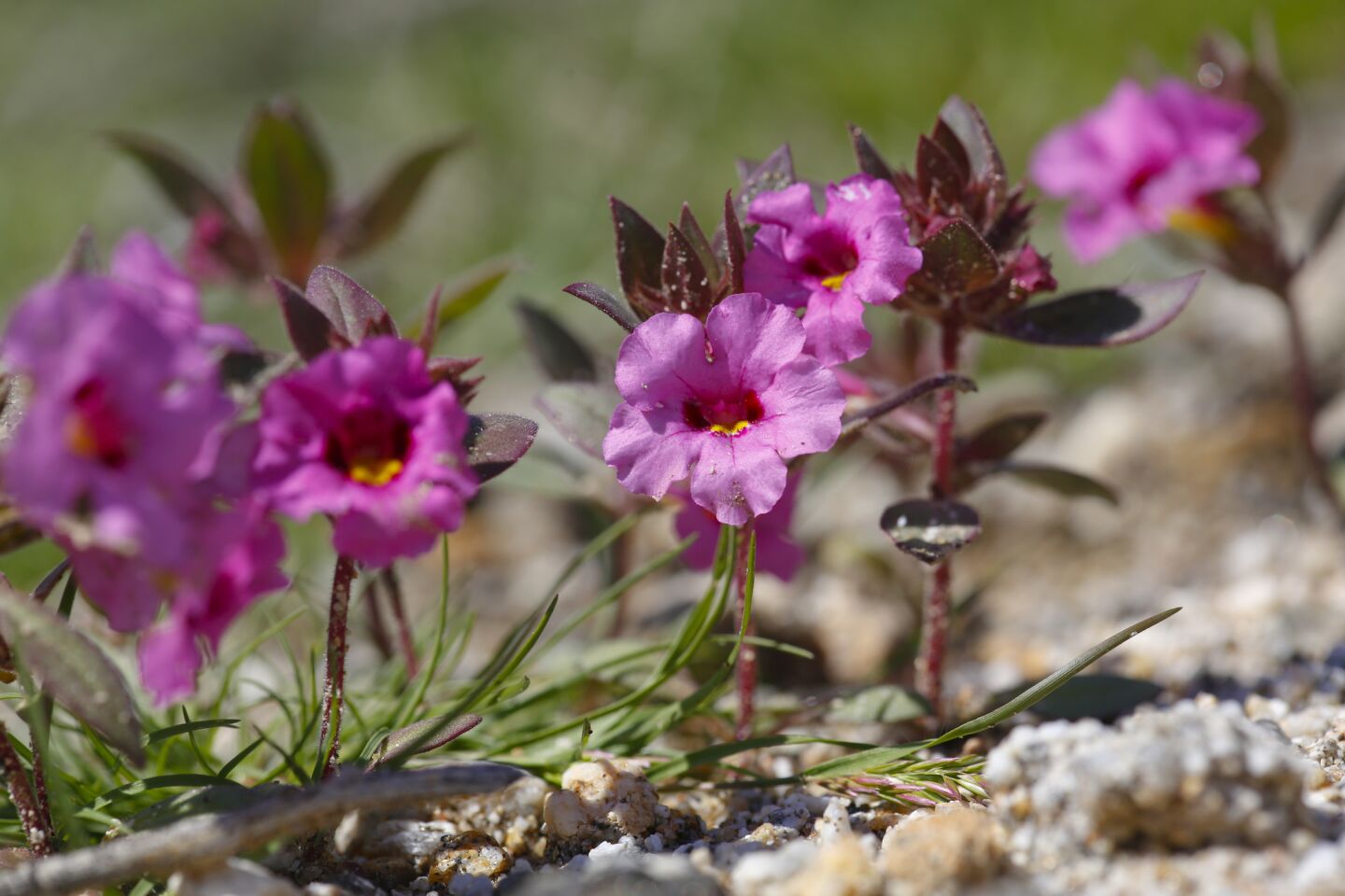 Small belly flowers are beginning to bloom at Anza-Borrego Desert.