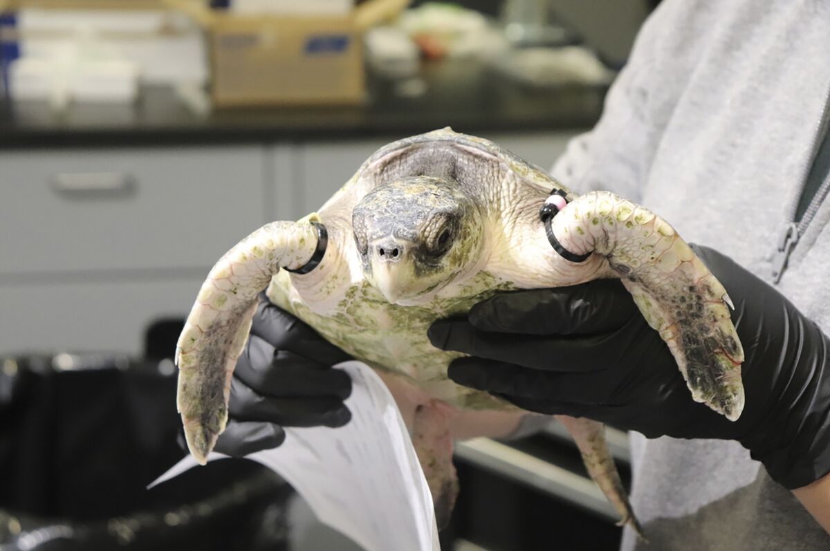 In this photo provided by the Mississippi Aquarium, one of 40 cold-stunned Kemp's ridley turtles is seen that the facility is caring for. The turtles arrived in Gulfport on Friday, Dec. 3, 2021. (Celeste Forcier/Mississippi Aquarium via AP)