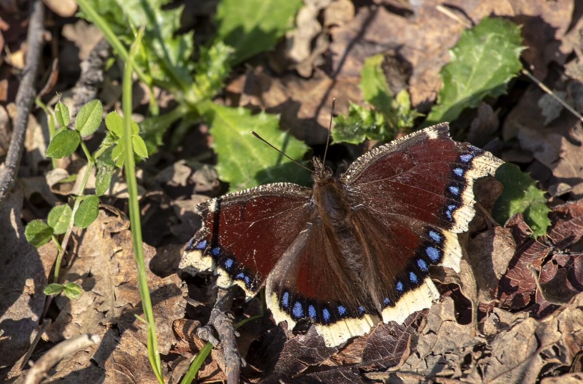 A Mourning cloak butterfly sits on a pile of leaves in Gates Canyon near Vacaville, Calif.