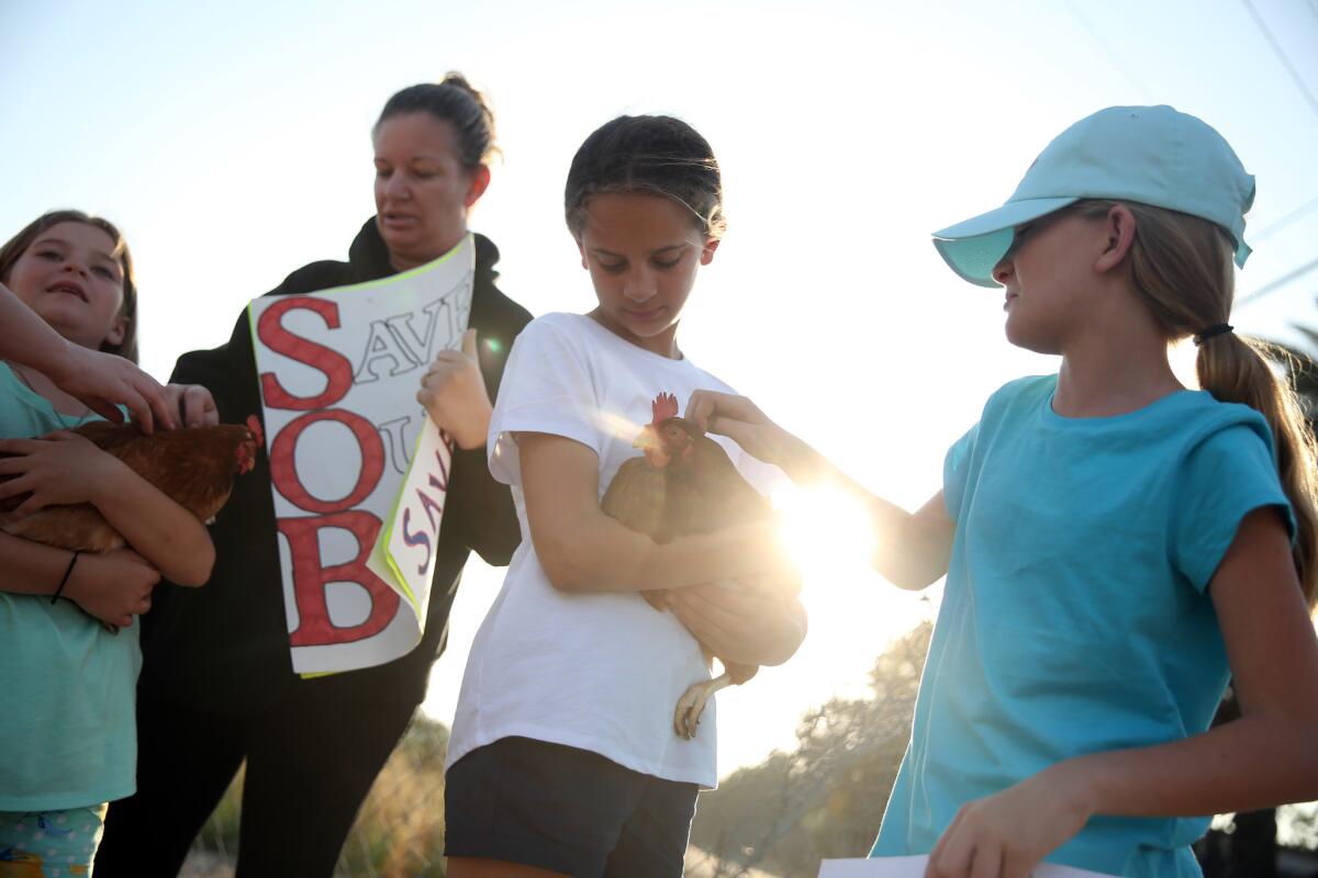 Desde la izquierda, Kayla Walker, Katie Walker, Kalli Walker y Megan Walker protestan por la eutanasia de pollos en una esquina de Mira Loma. (Dania Maxwell / Los Angeles Times)