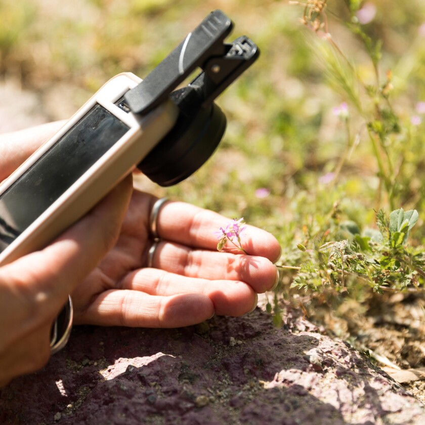 A mobile phone is used to take photo of a plant.