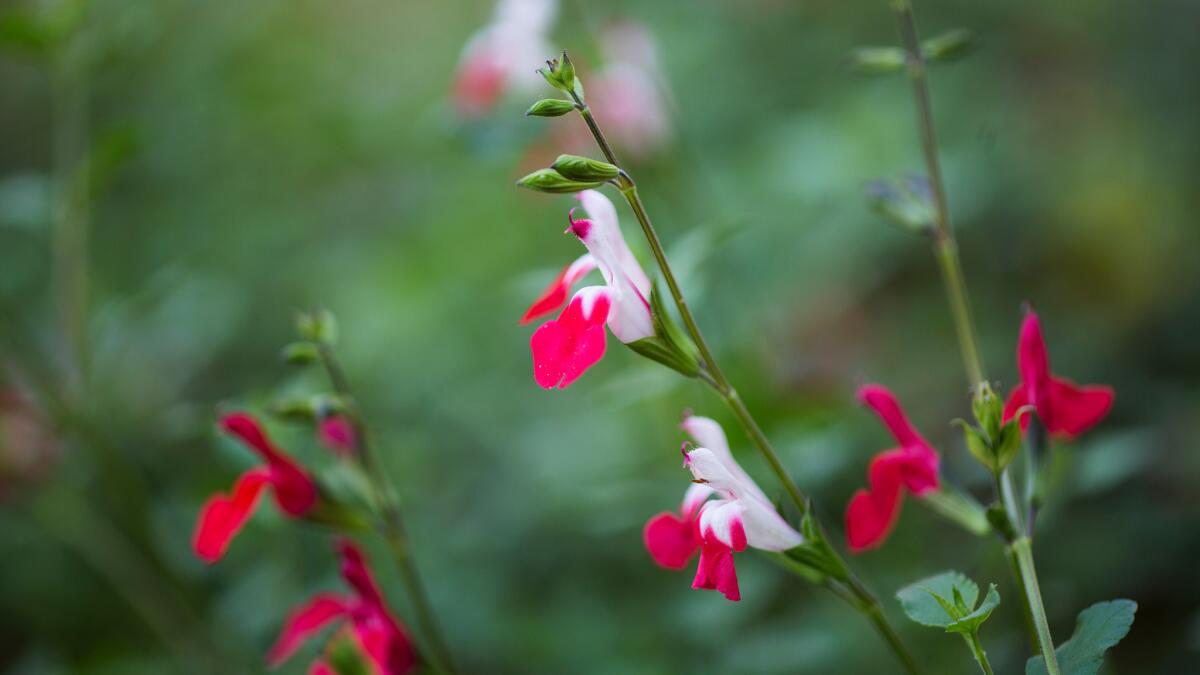 Salvia are showy plants that do well in full or partial sun.