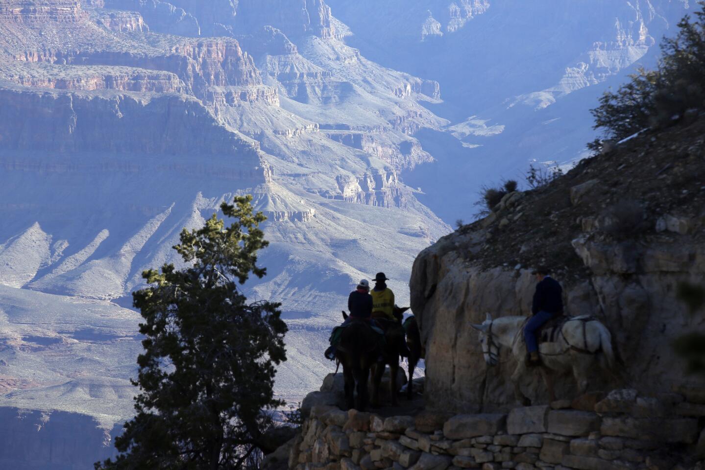 Mule riders on their journey down the Bright Angel Trail.
