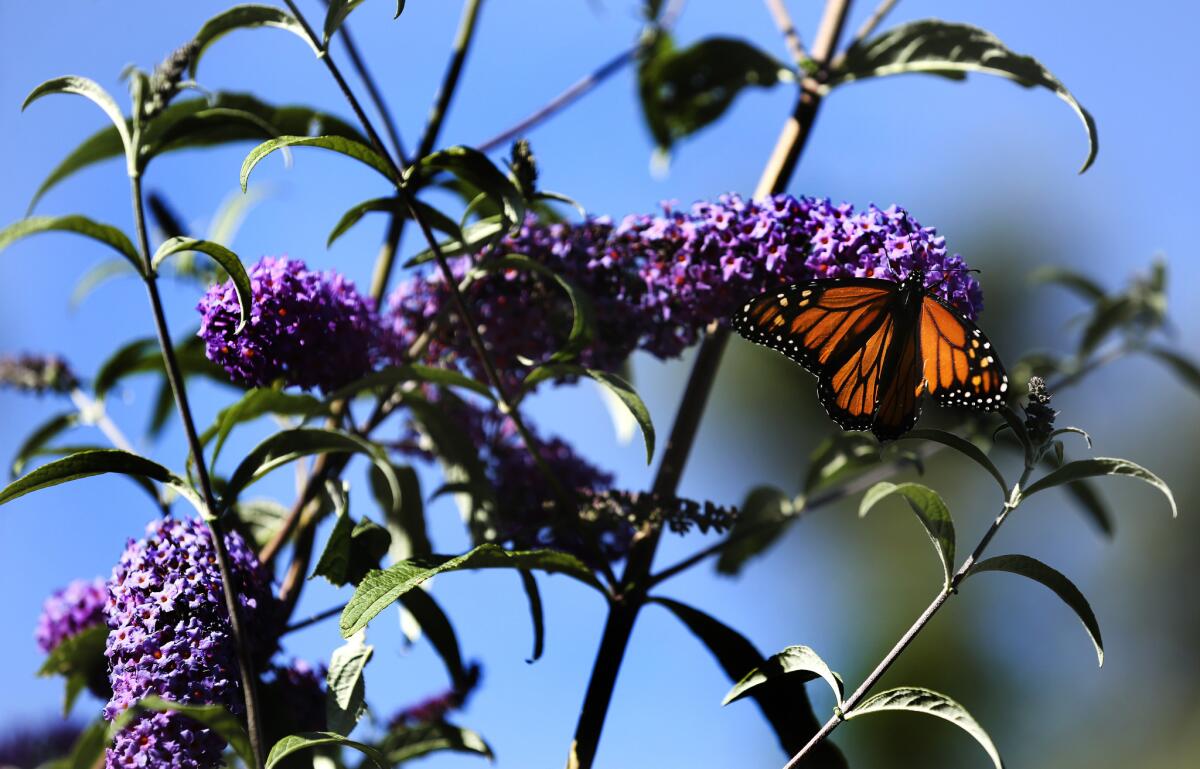 Butterfly bush