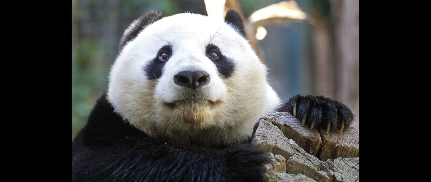 Giant panda Xiao Liwu at the San Diego Zoo.