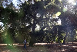 LOS ANGELES, - JANUARY 15: Jim Henrich, botanical garden curator, walks past a Coast live oak, a tree that has been growing since the 19th century and is the largest in diameter in the Australia section at the Los Angeles County Arboretum in Arcadia on Friday, Jan. 15, 2021 in Los Angeles, California. A rush to manage storm water forced communities propose cutting down hundreds of rare trees to create retention basins for urban runoff in the Australian section which would in turn loose about 20 percent of its trees. (Dania Maxwell / Los Angeles Times)