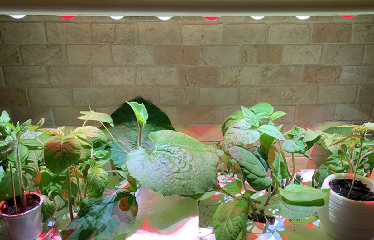 This March 2021 photo shows various vegetable seedlings maturing indoors under grow lights. (Jessica Damiano via AP)