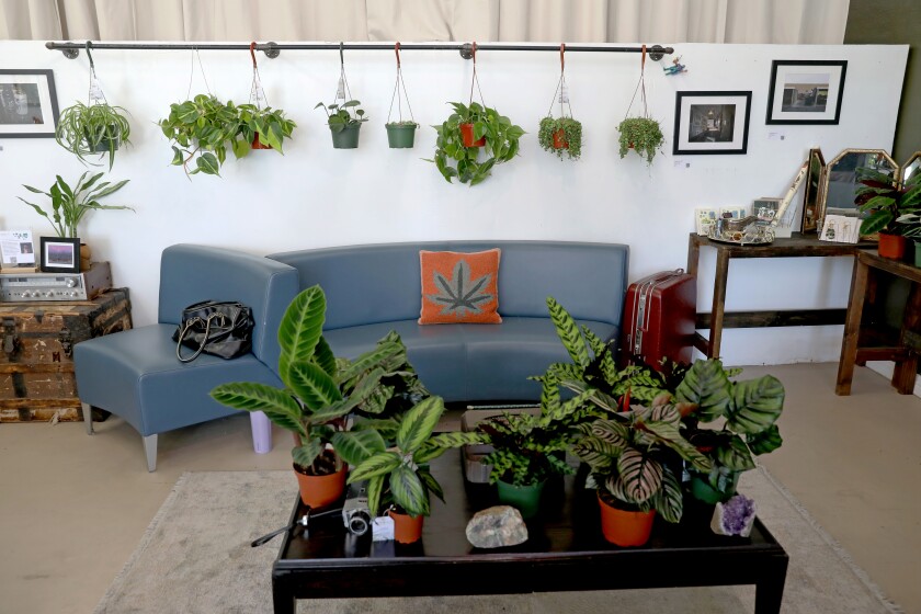 The calathea lounge with blue couches and potted plants on the table.