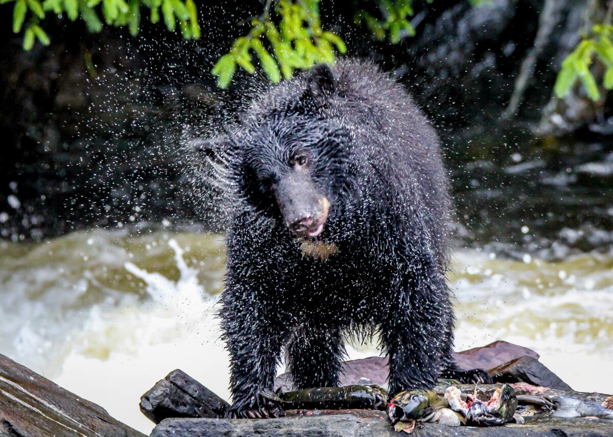 Black bear fishing in Ketchikan, Alaska, shaking off the water after swimming for fish in the river.