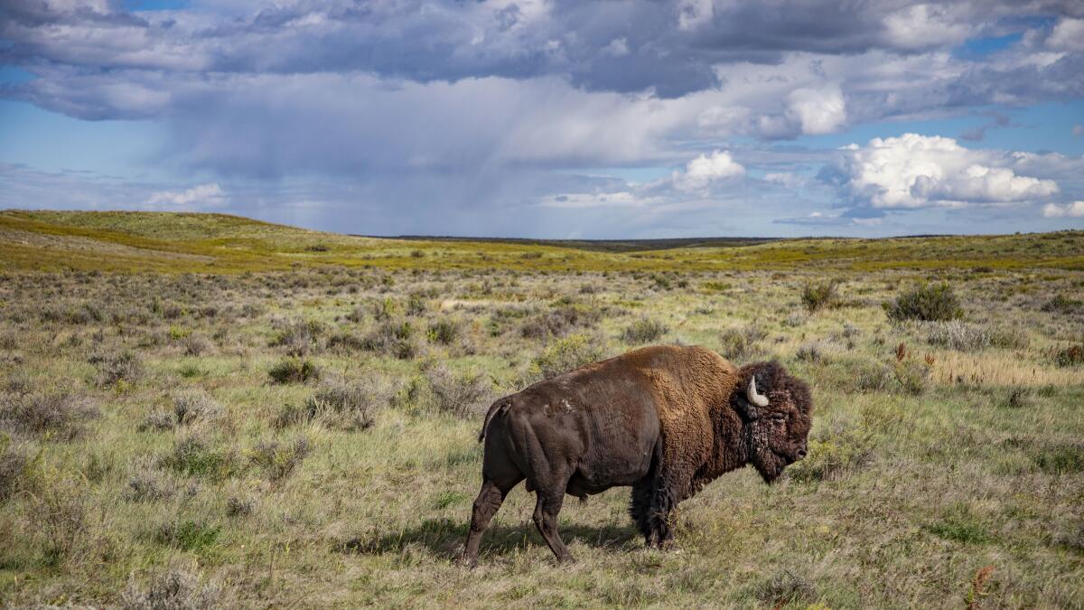 A lone bison stands in a field with a cloudy blue sky above.