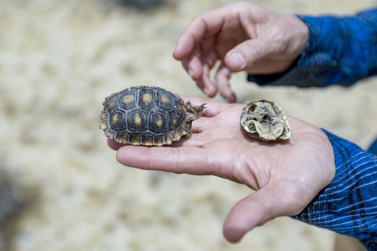 Mercy Vaughn, president of Sundance Biology, holds juvenile desert tortoise shells found near raven nests in North Barstow.