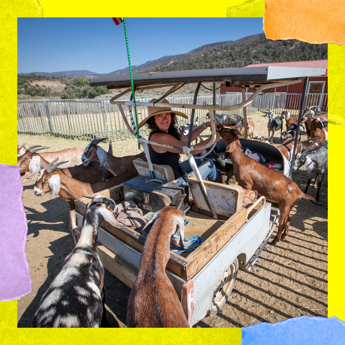 Farmer and cheesemaker Gloria Putnam on her 70-acre goat farm in the Angeles National Forest,  Angeles Crest Creamery.