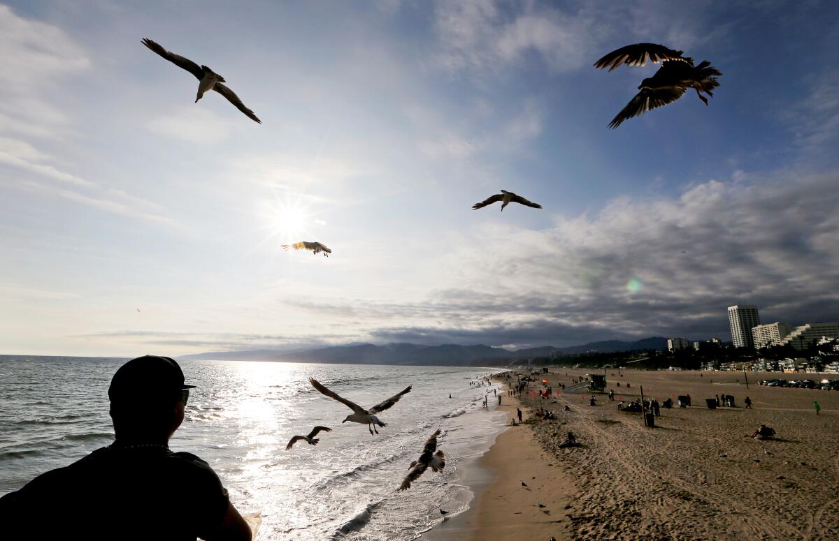Birds fly above a person, all in silhouette, at a beach