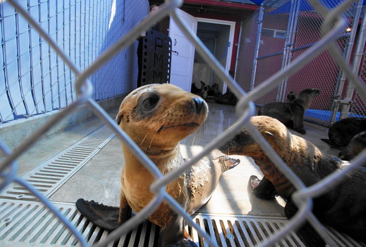 Sea lions are caged while being treated at the Pacific Marine Mammal Center in Laguna Beach in 2013.