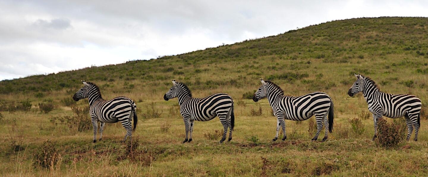 There was no trouble spotting the zebra or any other form of wildlife in the Ngorongoro Crater, which has one of the densest concentrations of animals in Africa.